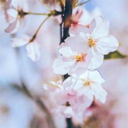 4月1日愚人节短信