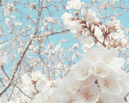 中国医师节祝福语(医师节赞美医生祝福语)