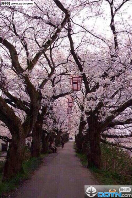 小学体育节班级口号