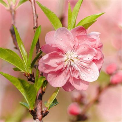 老公本命年祝福语简短（本命年简短祝福语）